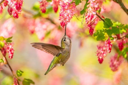 Alpha Female Micro-Grant Winner-Theme: Floral Delights- Gemma Amos