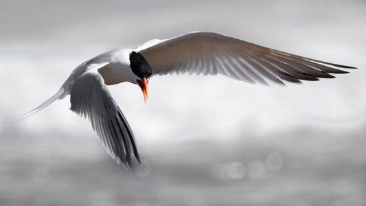 Alpha Female Micro-Grant Winner-Theme: Taking Flight-Kelly Nine