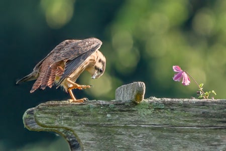 Marguerite Eichelberger is our “Embracing Nature” theme micro-grant winner.