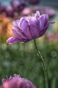 Beth Mancuso is our “Springtime Bloom” theme micro-grant winner.