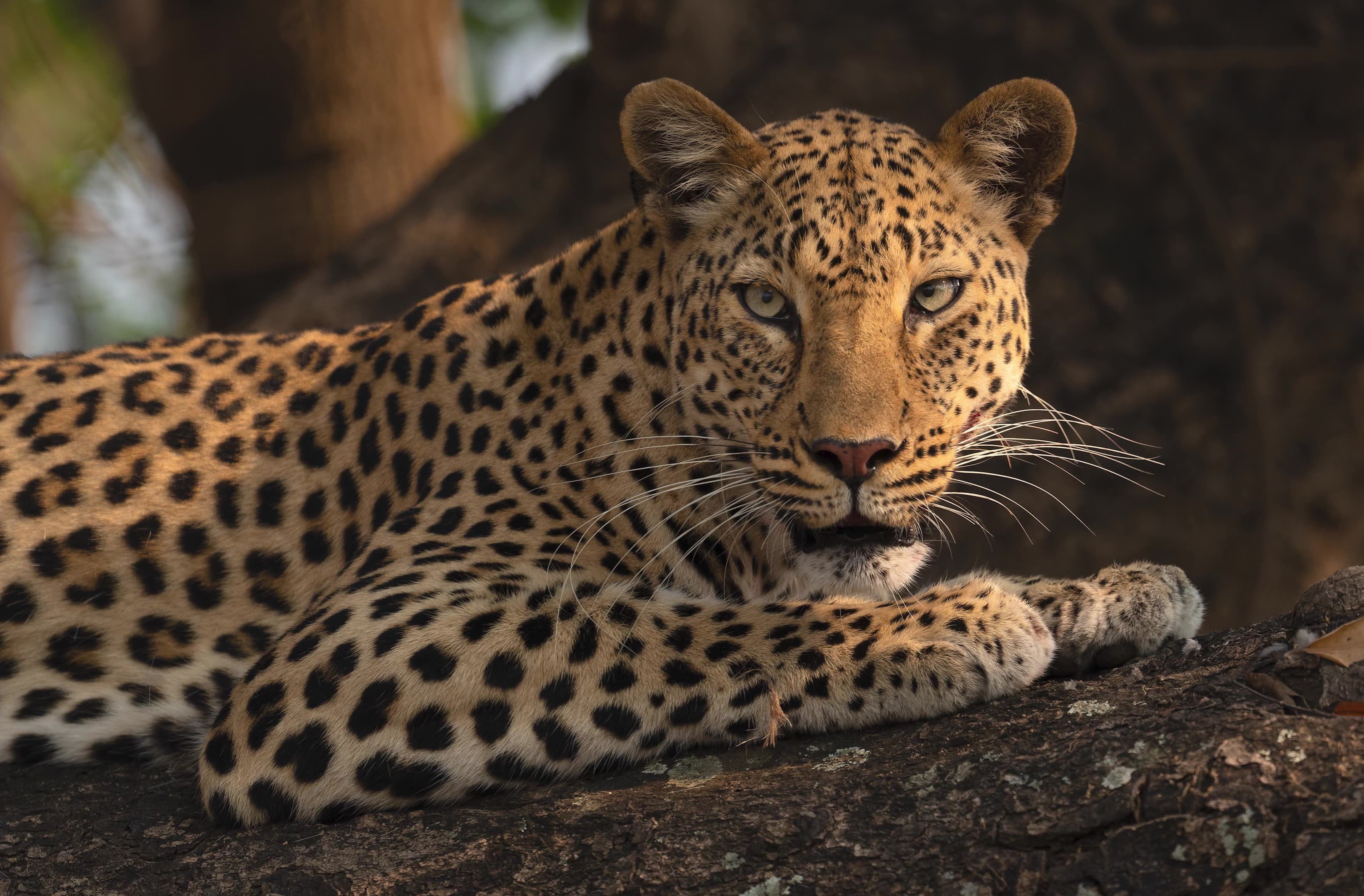 Leopard in a tree