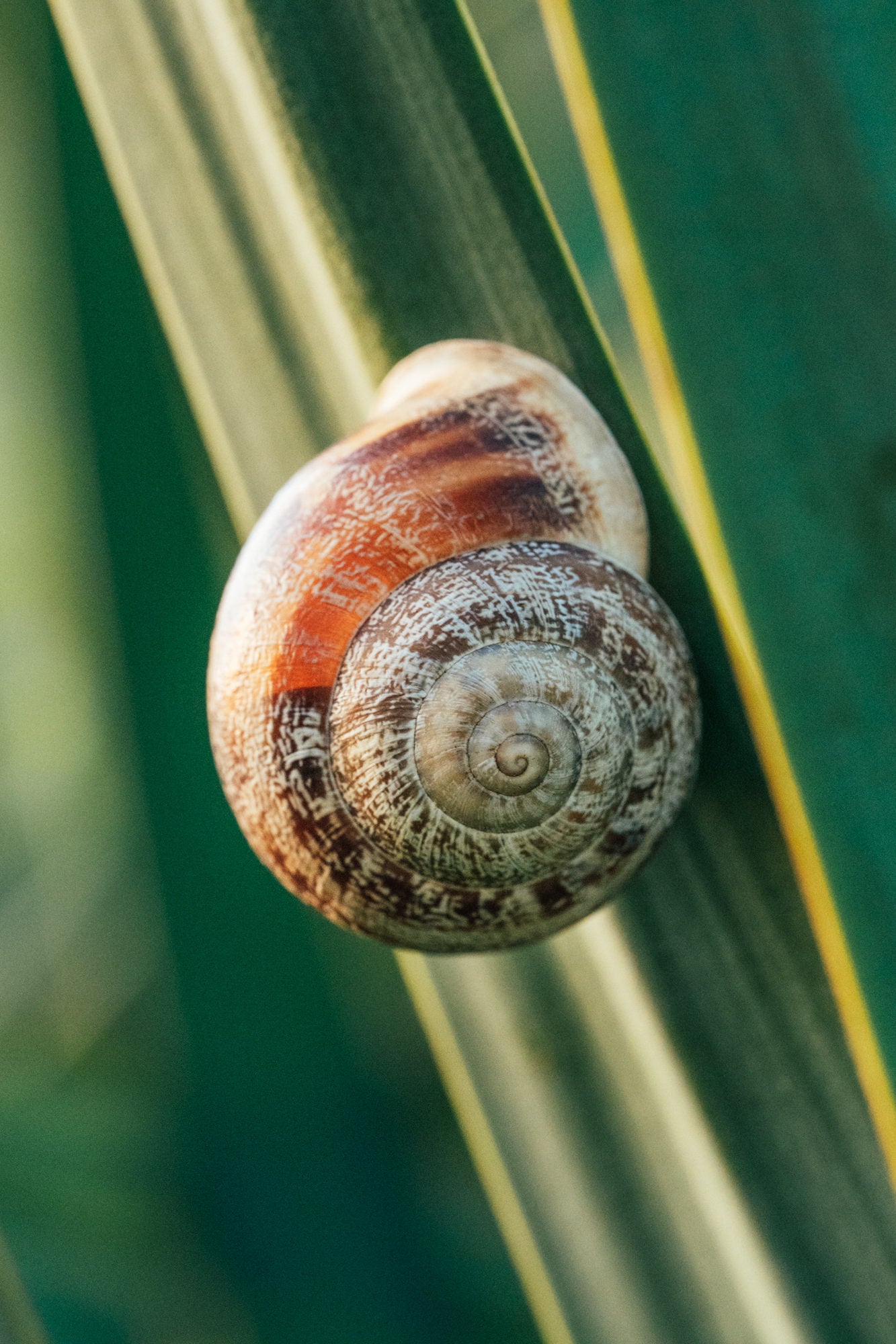 Photo by Erin Sullivan. Alpha 1. 100mm f/2.8 Macro G Master. 1/100-sec., f/8, ISO 10000