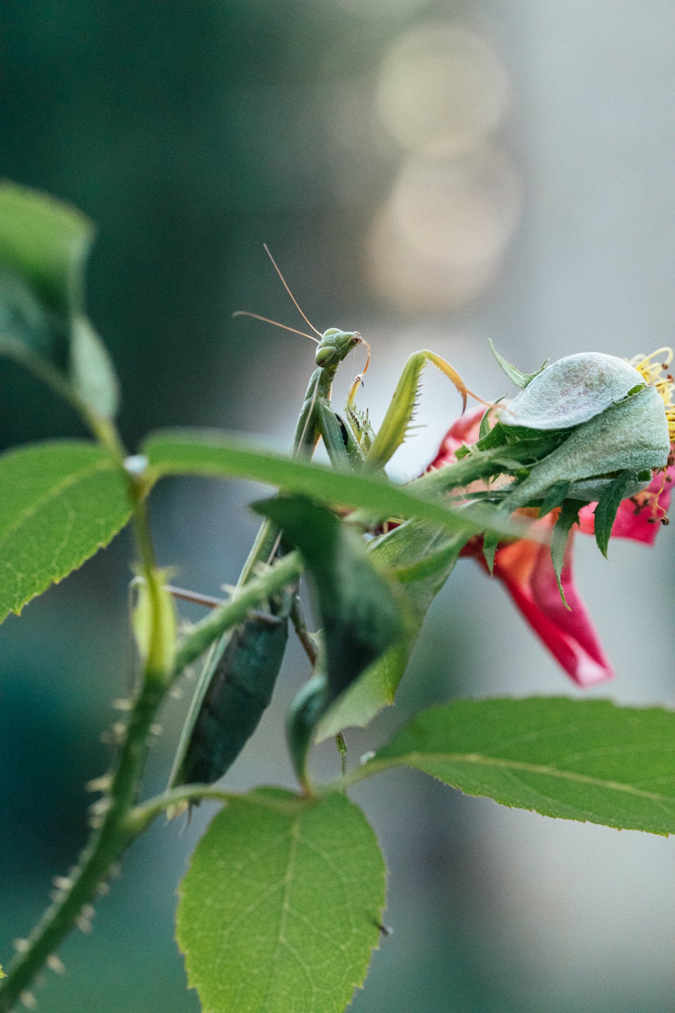 Photo by Erin Sullivan. Alpha 1. 100mm f/2.8 Macro G Master. 1/160-sec., f/5.6, ISO 10000