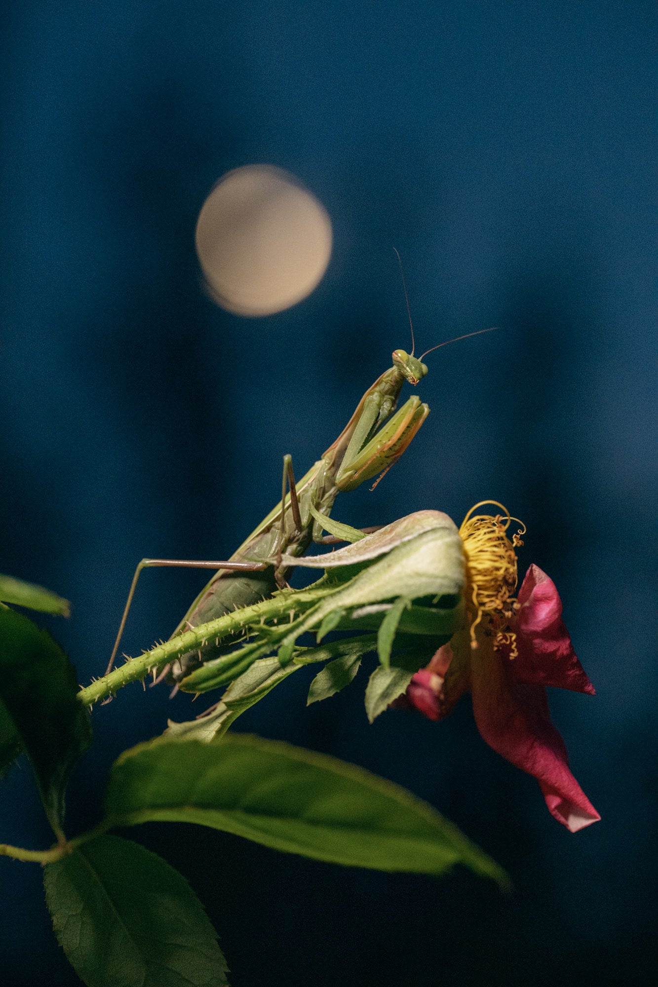 Photo by Erin Sullivan. Alpha 1. 100mm f/2.8 Macro G Master. 1/80-sec., f/4.5, ISO 10000