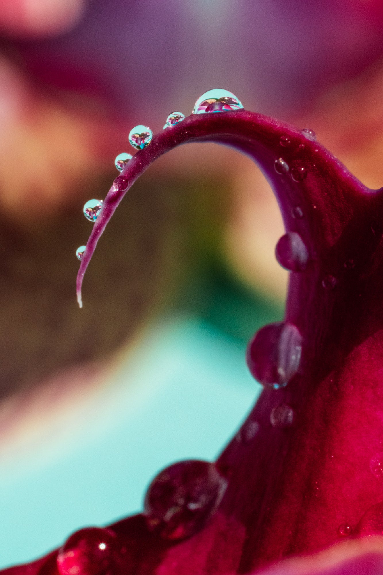 Photo by Erin Sullivan. Alpha 1. 100mm f/2.8 Macro G Master. 1/500-sec., f/22, ISO 3200