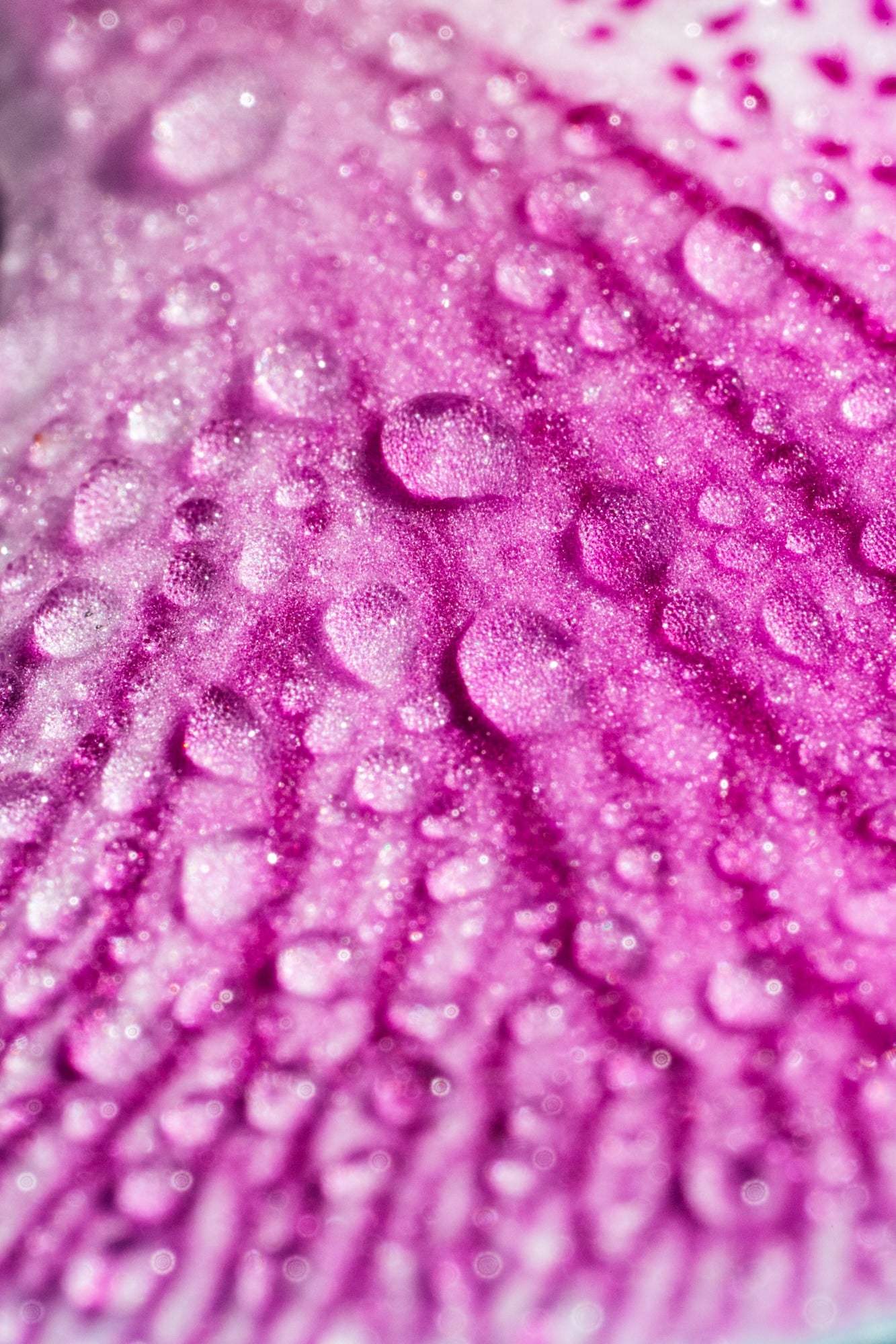 Photo by Erin Sullivan. Alpha 1. 100mm f/2.8 Macro G Master. 1/500-sec., f/22, ISO 3200