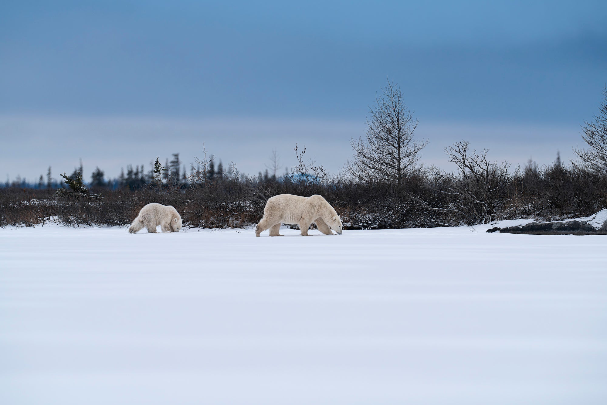 Photo by Allegra Hutton. Sony Alpha 7R V. Sony 600mm f/4 G Master. 1/800-sec., f/8, ISO 1000