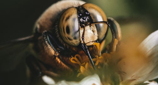 The Pollinator Project: A Call To Action In Your Backyard