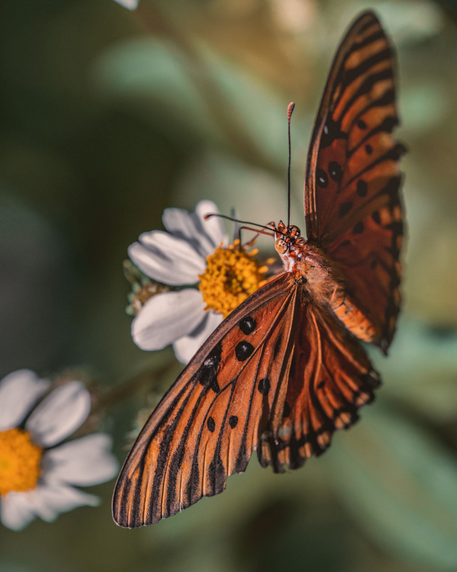 Alpha-Universe-Alpha-Female-Plus-ProtectingPollinators-GulfFritillary-HMather-8.r1pQiMUmK.JPG