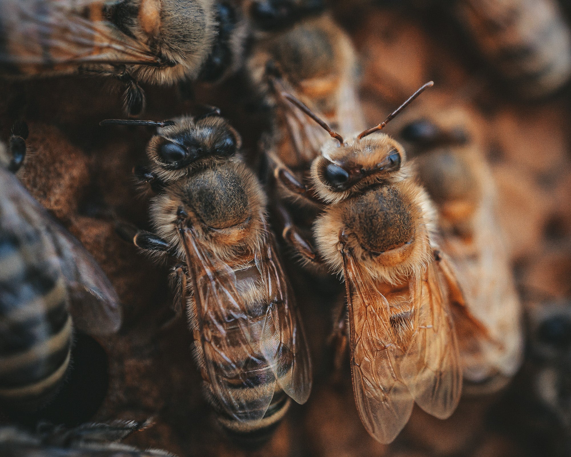 Alpha-Universe-Alpha-Female-Plus-ProtectingPollinators-HoneyBee-HMather-4.rknSjfI7K.JPG