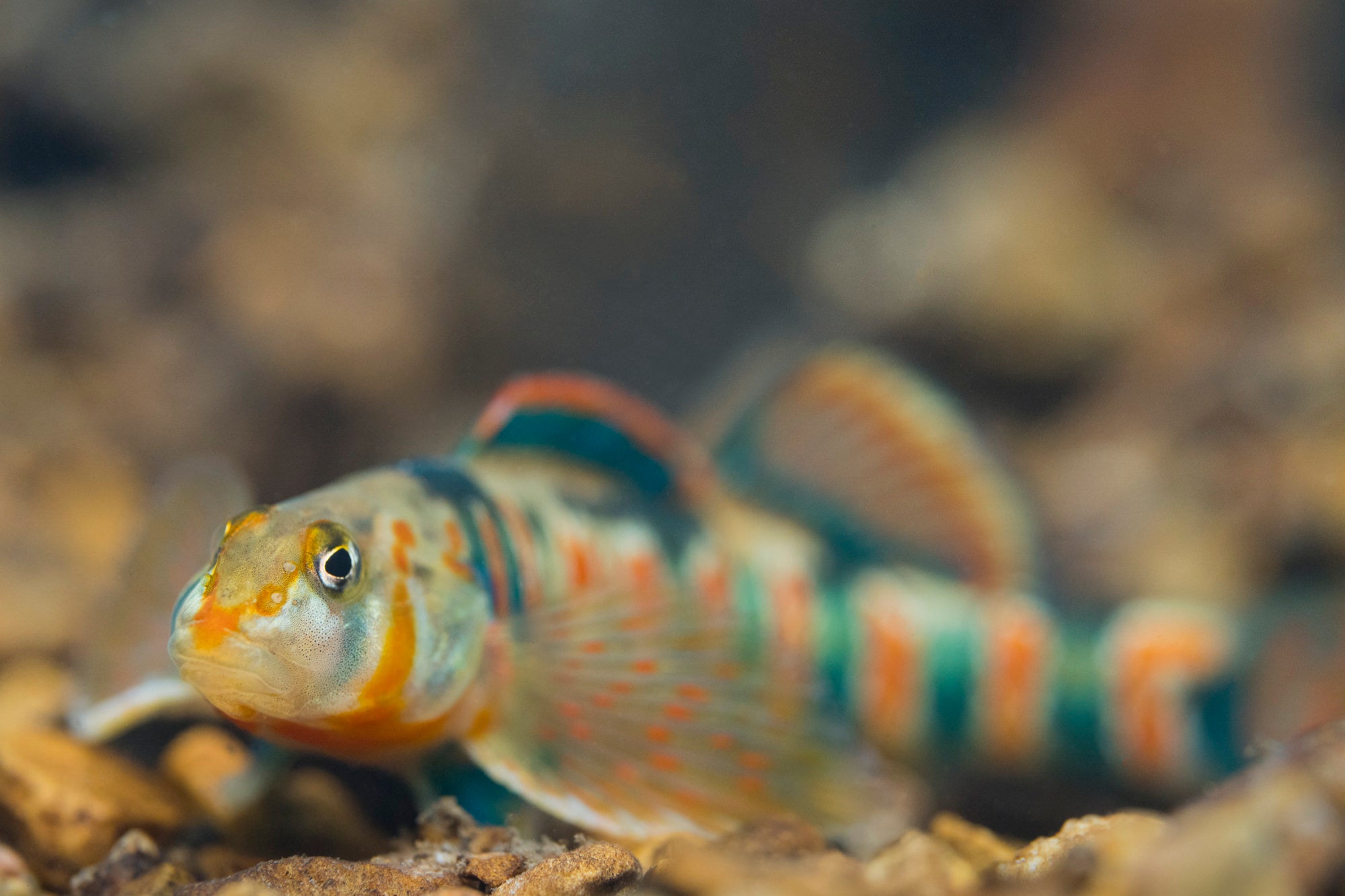 Photo by Andrew Zimmerman. Sony Alpha 7R IV. Sony 90mm f/2.8 Macro G. 1/320-sec., f/5, ISO 2000