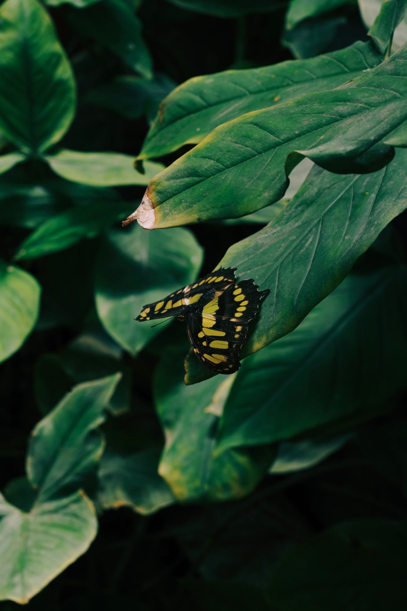 Photo by Gina Danza. Sony Alpha 7R IV. Sony 90mm f/2.8 Macro G. 1/125-sec., f/11, ISO 320
