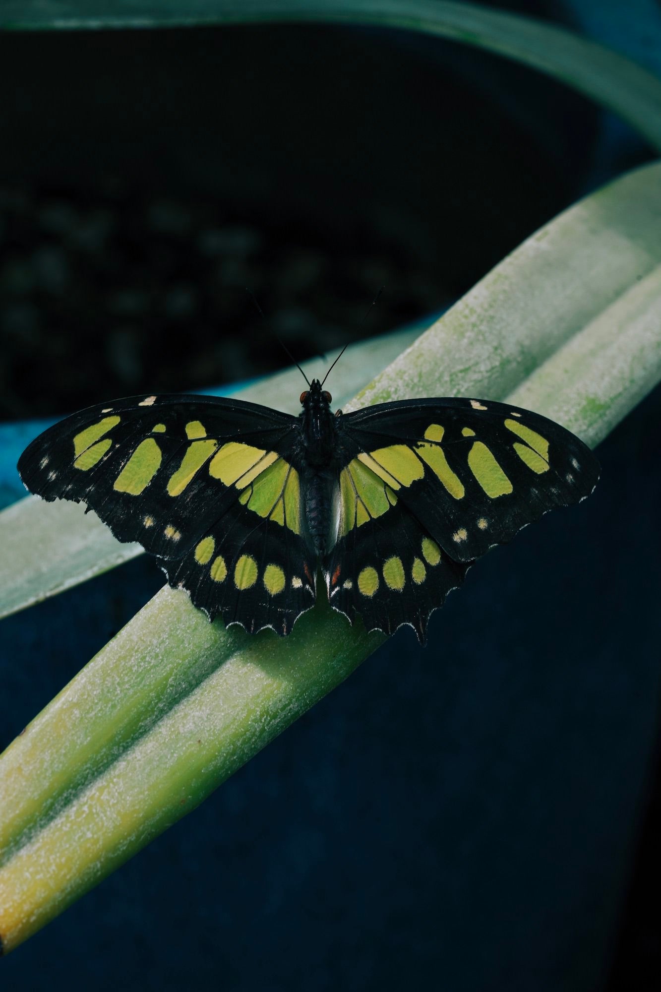 Photo by Gina Danza. Sony Alpha 7R IV. Sony 90mm f/2.8 Macro G. 1/125-sec., f/11, ISO 320

