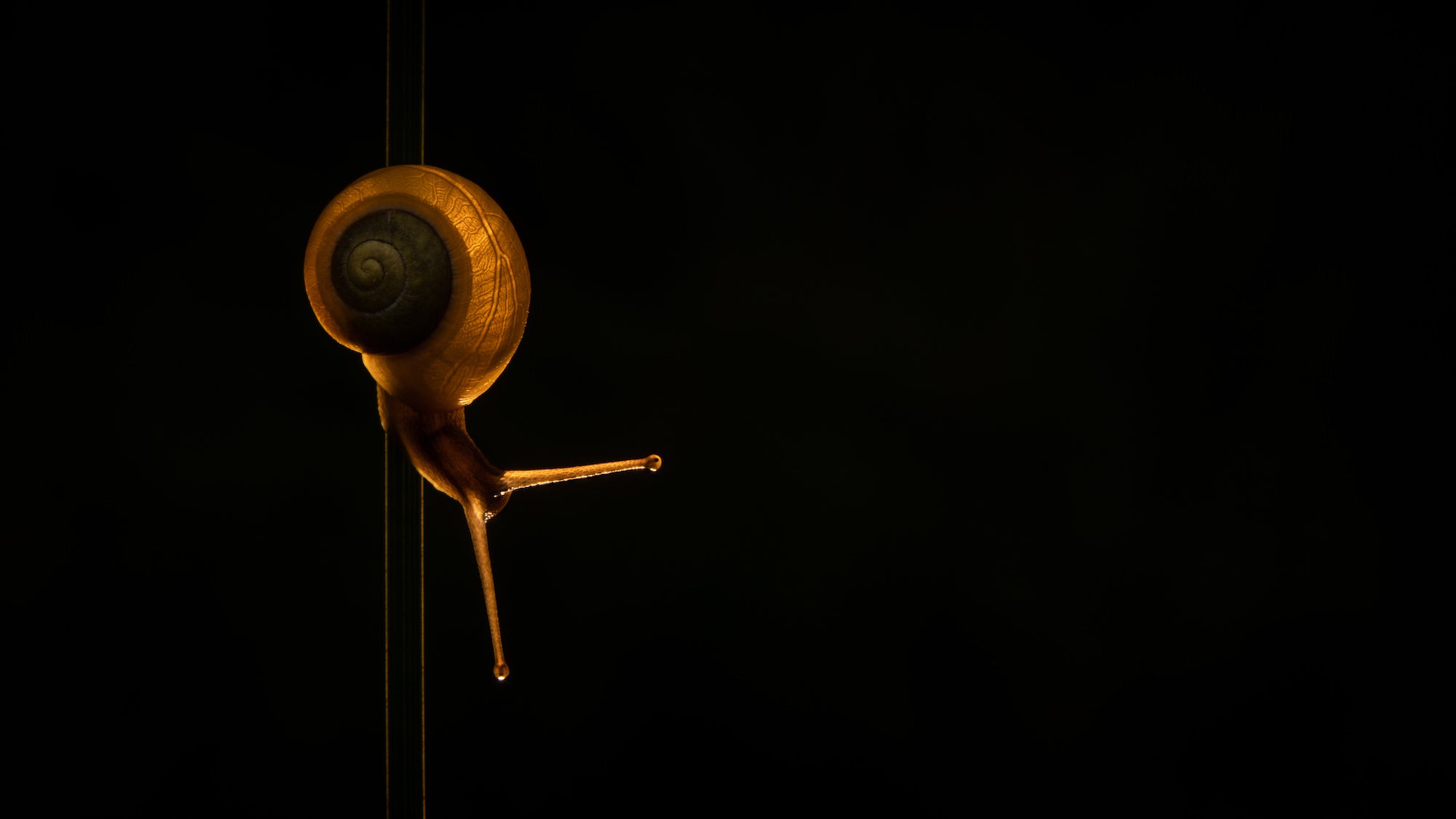 Photo by Alex Pansier. Sony Alpha 1. Sony 90mm f/2.8 Macro G. 1/200-sec., f/18, ISO 125
