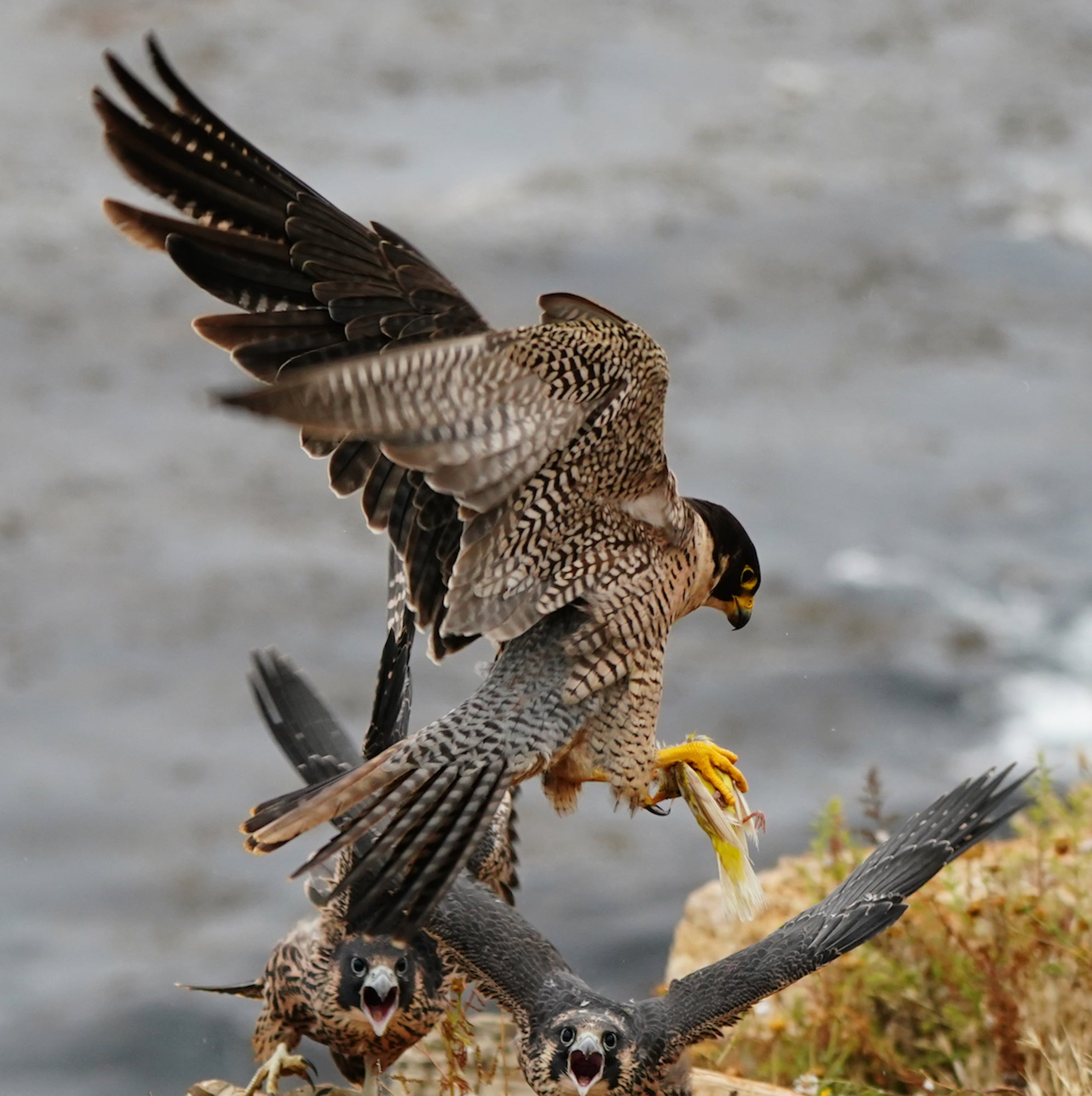 Behind The Shot: Falcon Feeding Time Captured With The Sony α9 II & Sony 100-400mm f/4.5-5.6 GM