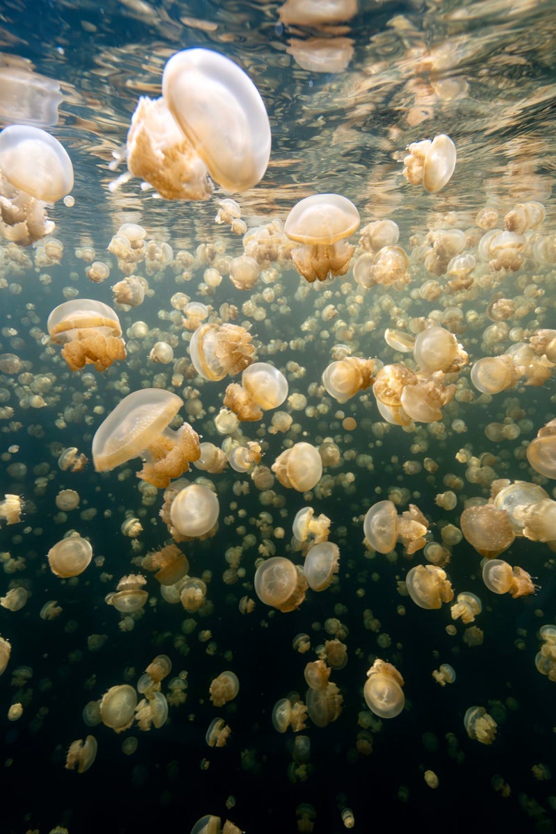 jpg/Alpha-Universe-BTS-Allegra-Hutton-thickjellies-1200_boundsen4kst.jpg?height=1200&fit=bounds
