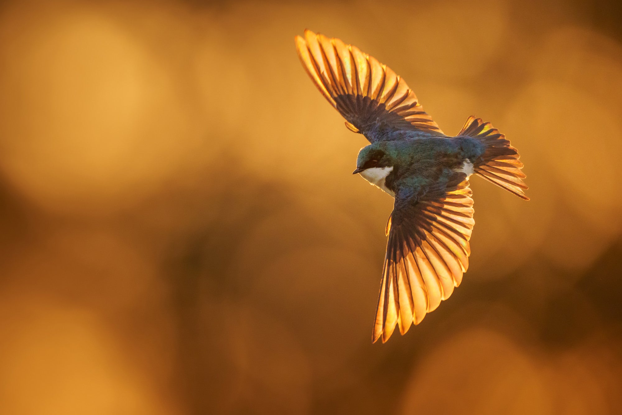 Photo by Nick Stroh. Sony Alpha 1. Sony 600mm f/4 G Master. 1/2500-sec., f/4, ISO 1250