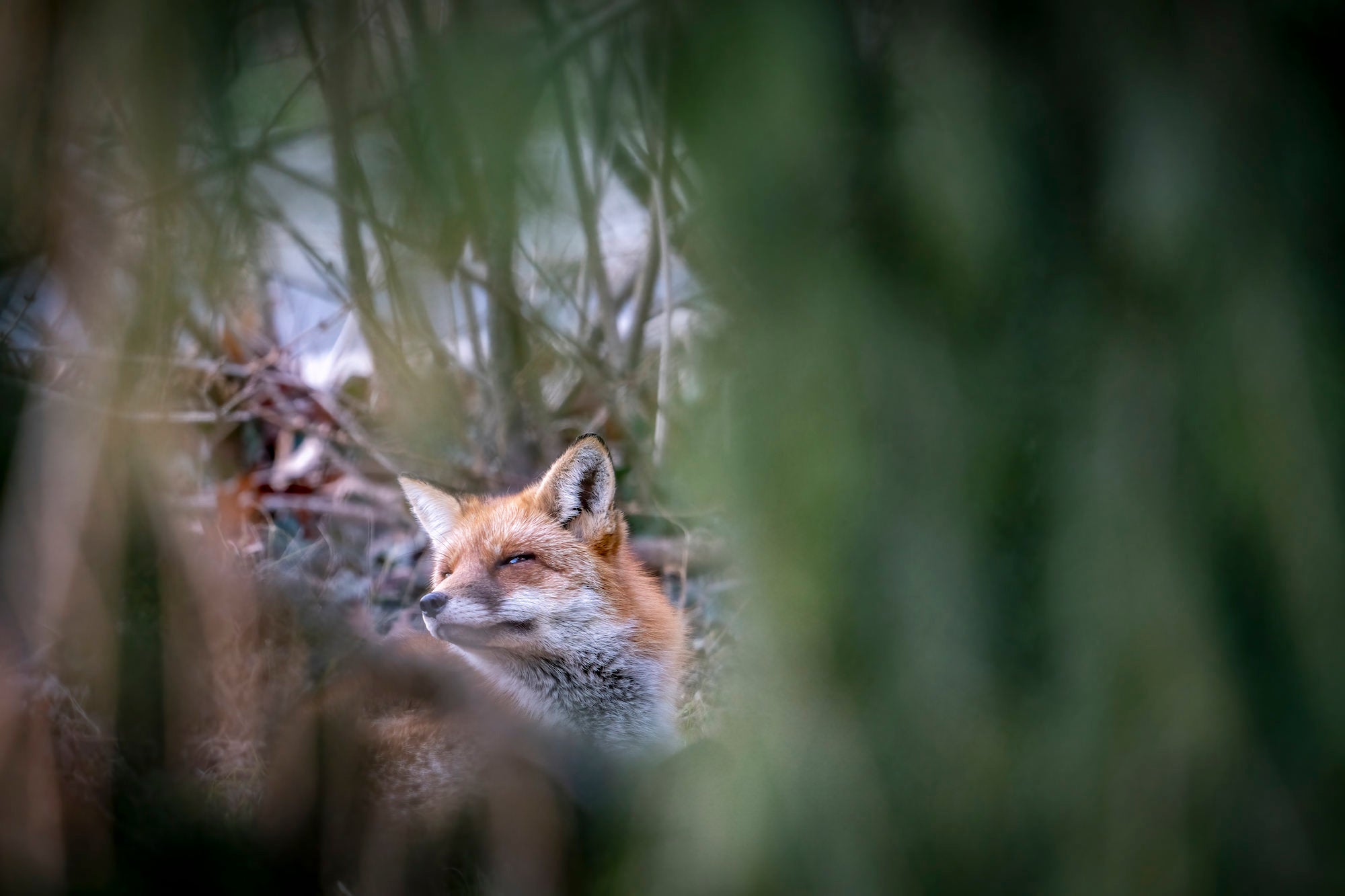Photo by Bing Lin. Sony Alpha 7R IV. Sony 200-600mm f/5.6-6.3 G. 1/100-sec., f/6.3, ISO 1000