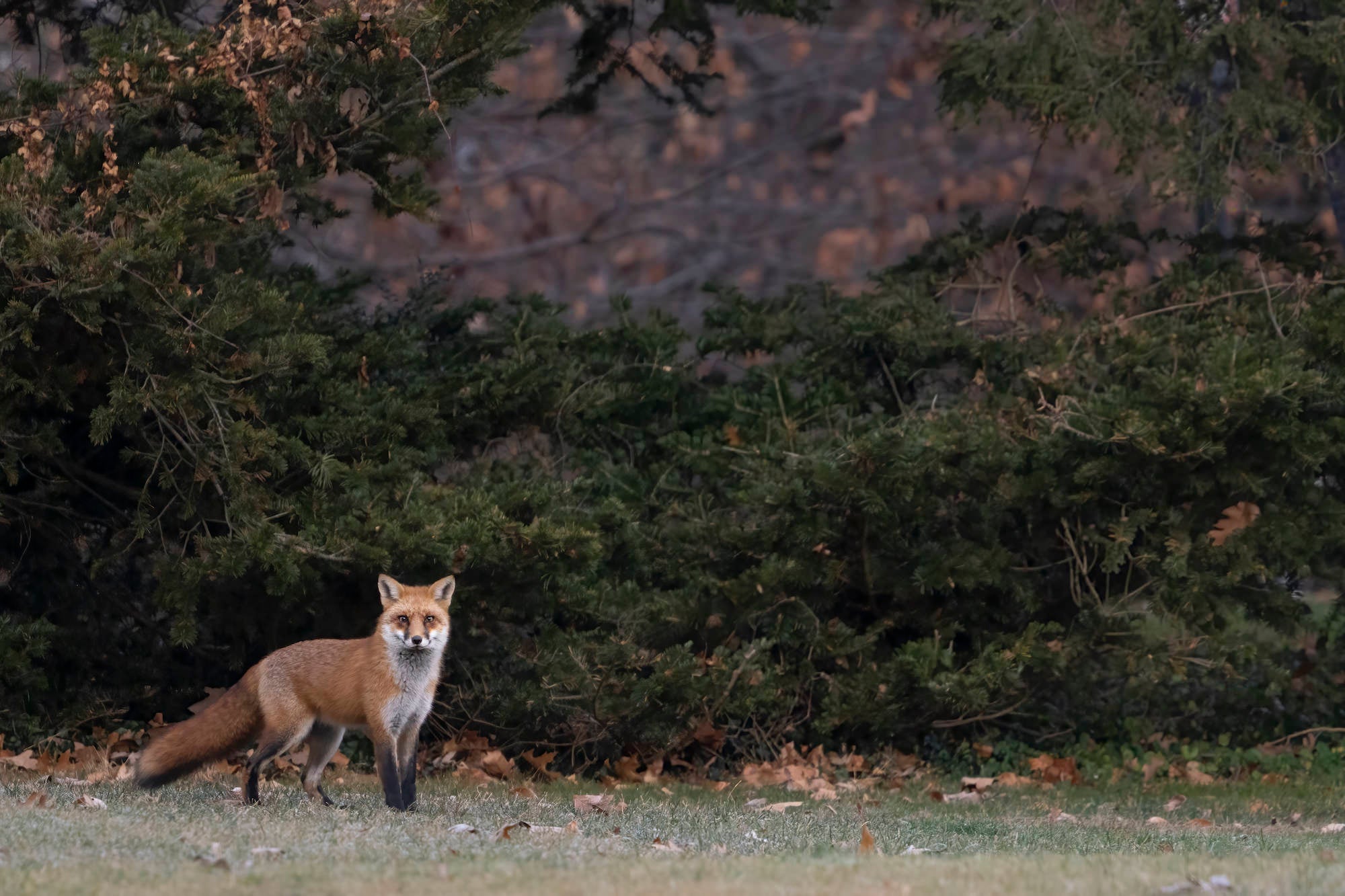 Photo by Bing Lin. Sony Alpha 7R IV. Sony 200-600mm f/5.6-6.3 G. 1/800-sec., f/6.3, ISO 2500