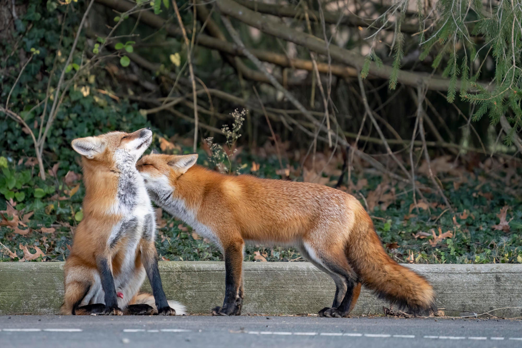 Photo by Bing Lin. Sony Alpha 7R IV. Sony 200-600mm f/5.6-6.3 G. 1/500-sec., f/6.3, ISO 2500