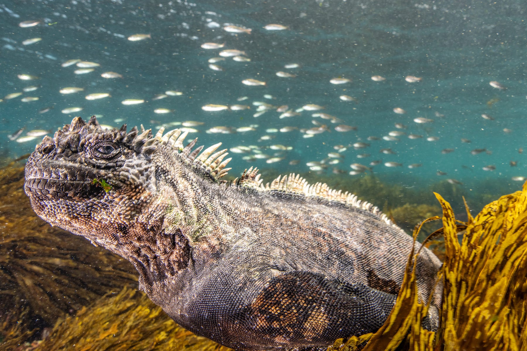 jpg/Alpha-Universe-BTS-Cristina-Mittermeier-Marine-Iguana-1-1200_boundssfww0w.jpg?height=1200&fit=bounds