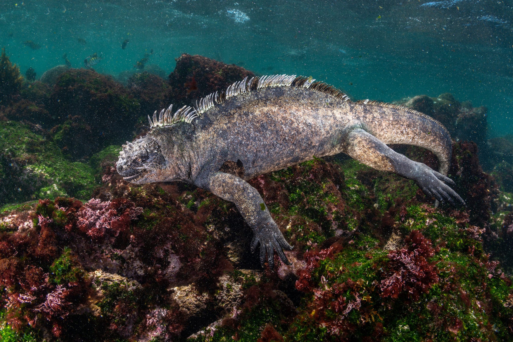 jpg/Alpha-Universe-BTS-Cristina-Mittermeier-Marine-Iguana-2-1200_boundsjwvn1l.jpg?height=1200&fit=bounds