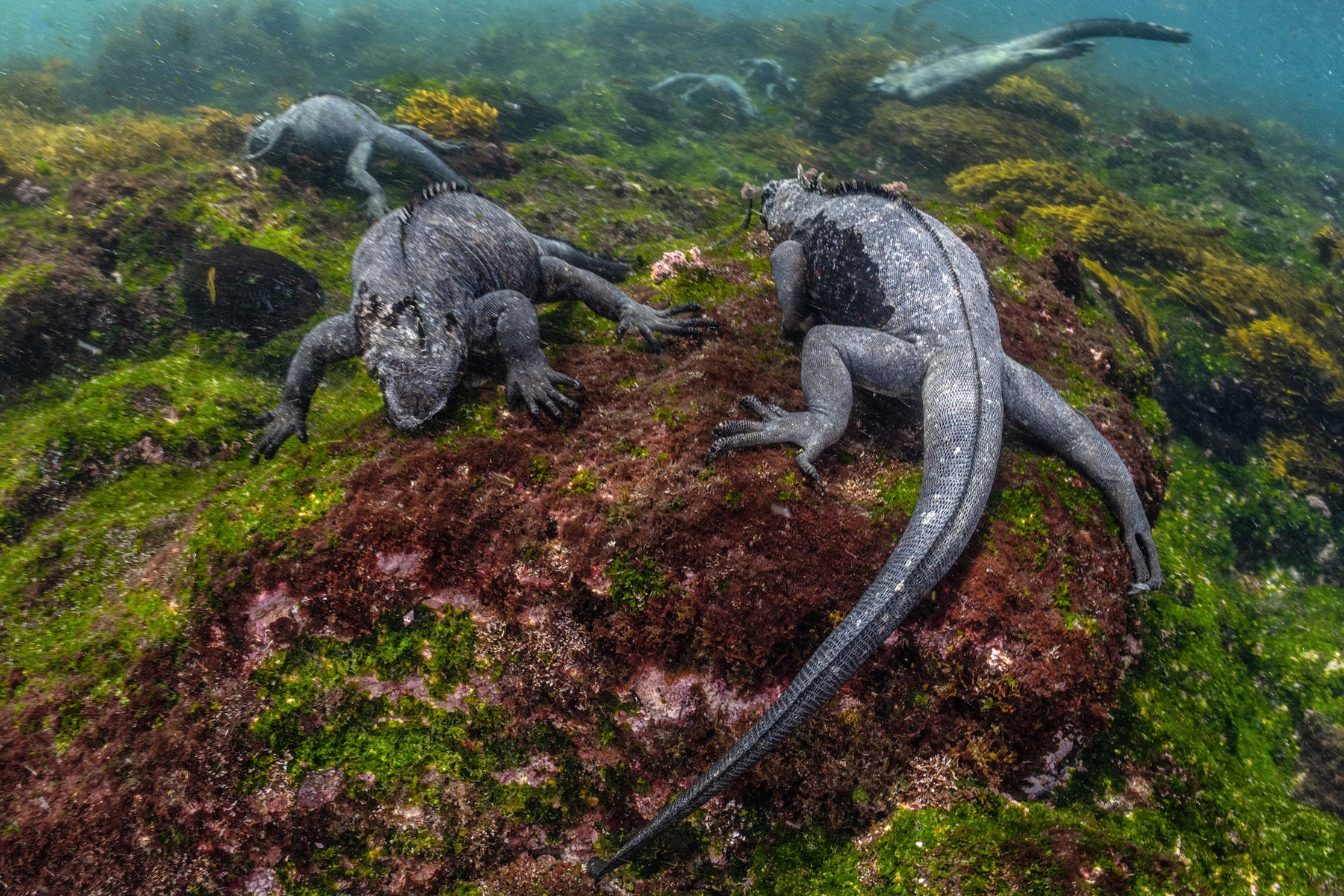 jpg/Alpha-Universe-BTS-Cristina-Mittermeier-Marine-Iguana-4-1200_boundsskkqd0.jpg?height=1200&fit=bounds