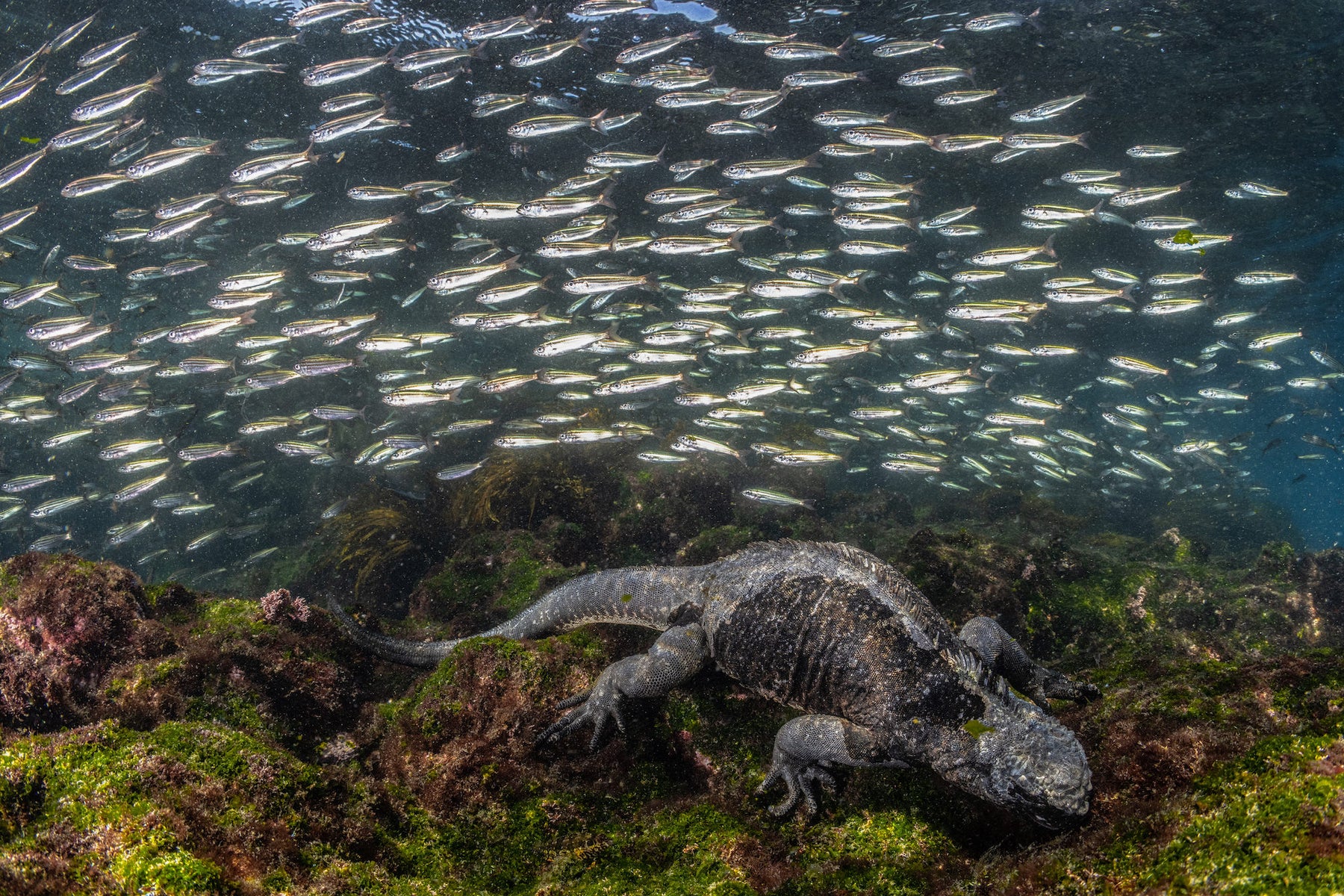 jpg/Alpha-Universe-BTS-Cristina-Mittermeier-Marine-Iguana-5-1200_bounds767s21.jpg?height=1200&fit=bounds