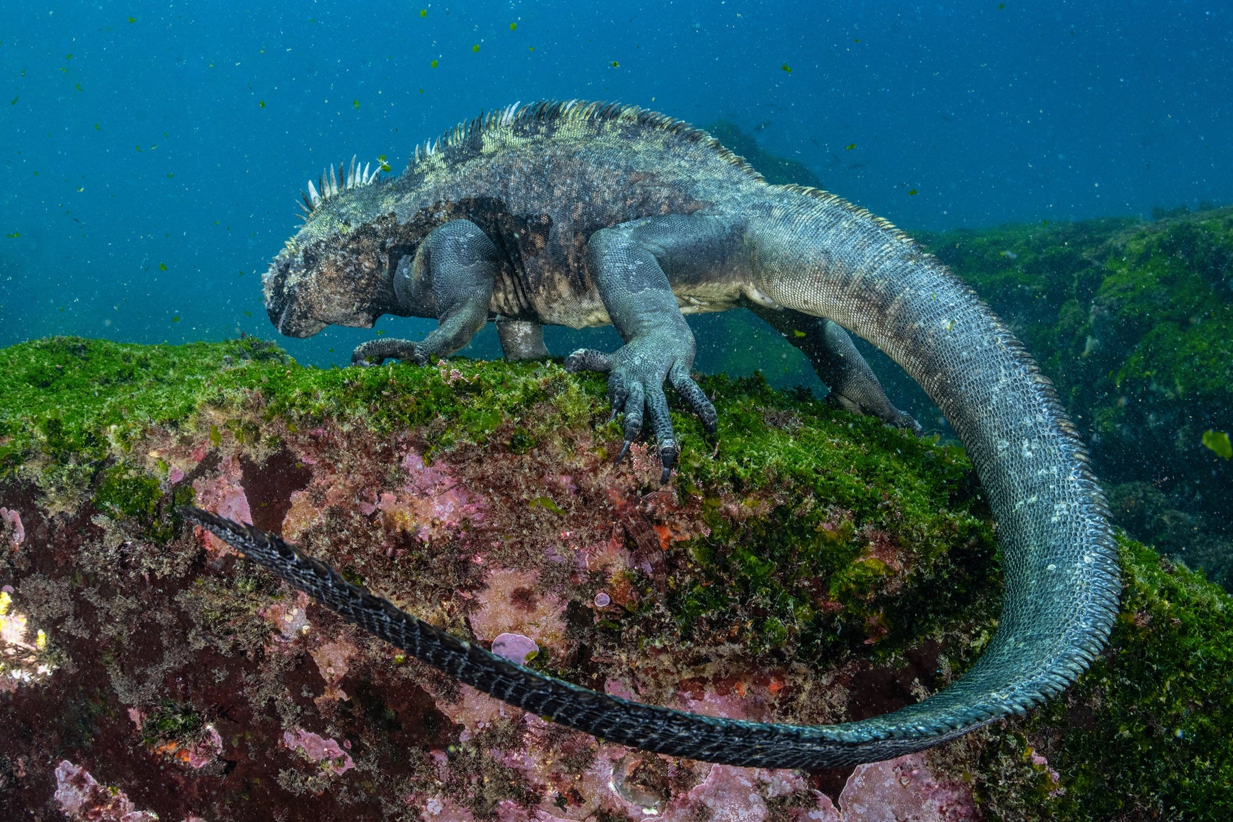 jpg/Alpha-Universe-BTS-Cristina-Mittermeier-Marine-Iguana-6-1200_boundsavnblt.jpg?height=1200&fit=bounds