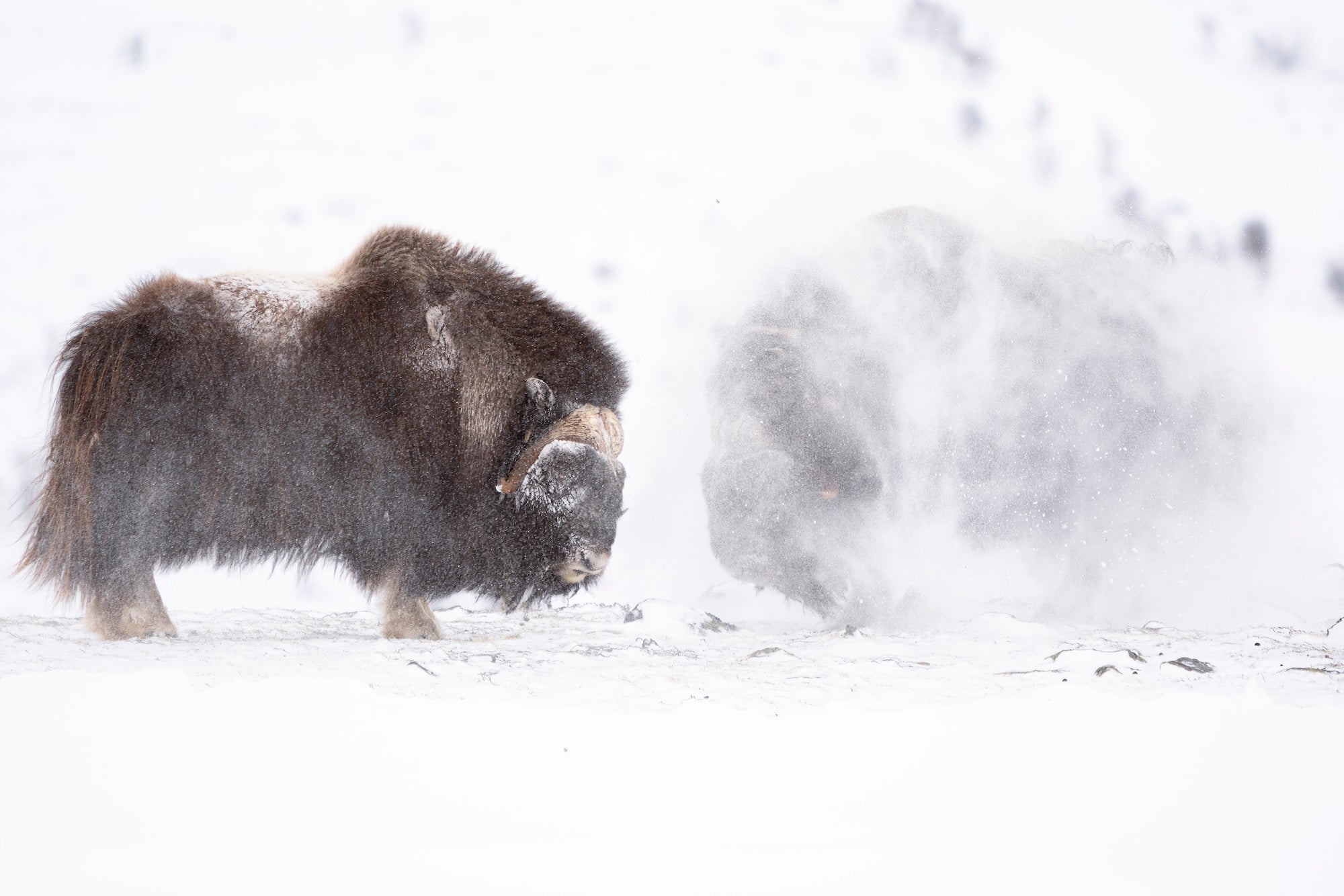 Alpha-Universe-BTS-Daniel-Mirlea-Musk-Ox-1.jpg