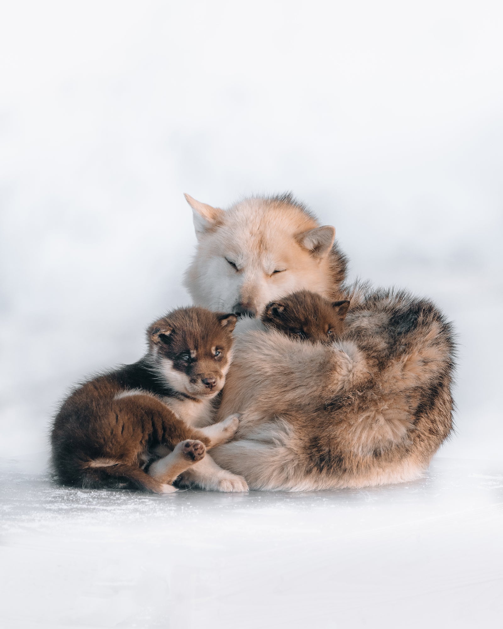 Alpha-Universe-BTS-Luke-Stackpoole-Sleddogs-1.jpg