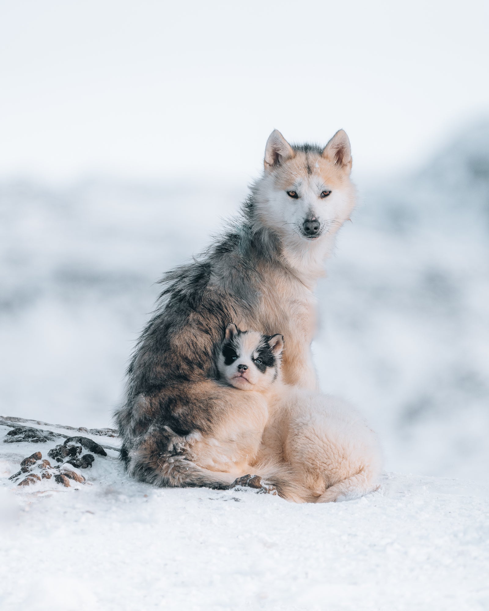 Alpha-Universe-BTS-Luke-Stackpoole-Sleddogs-2.jpg