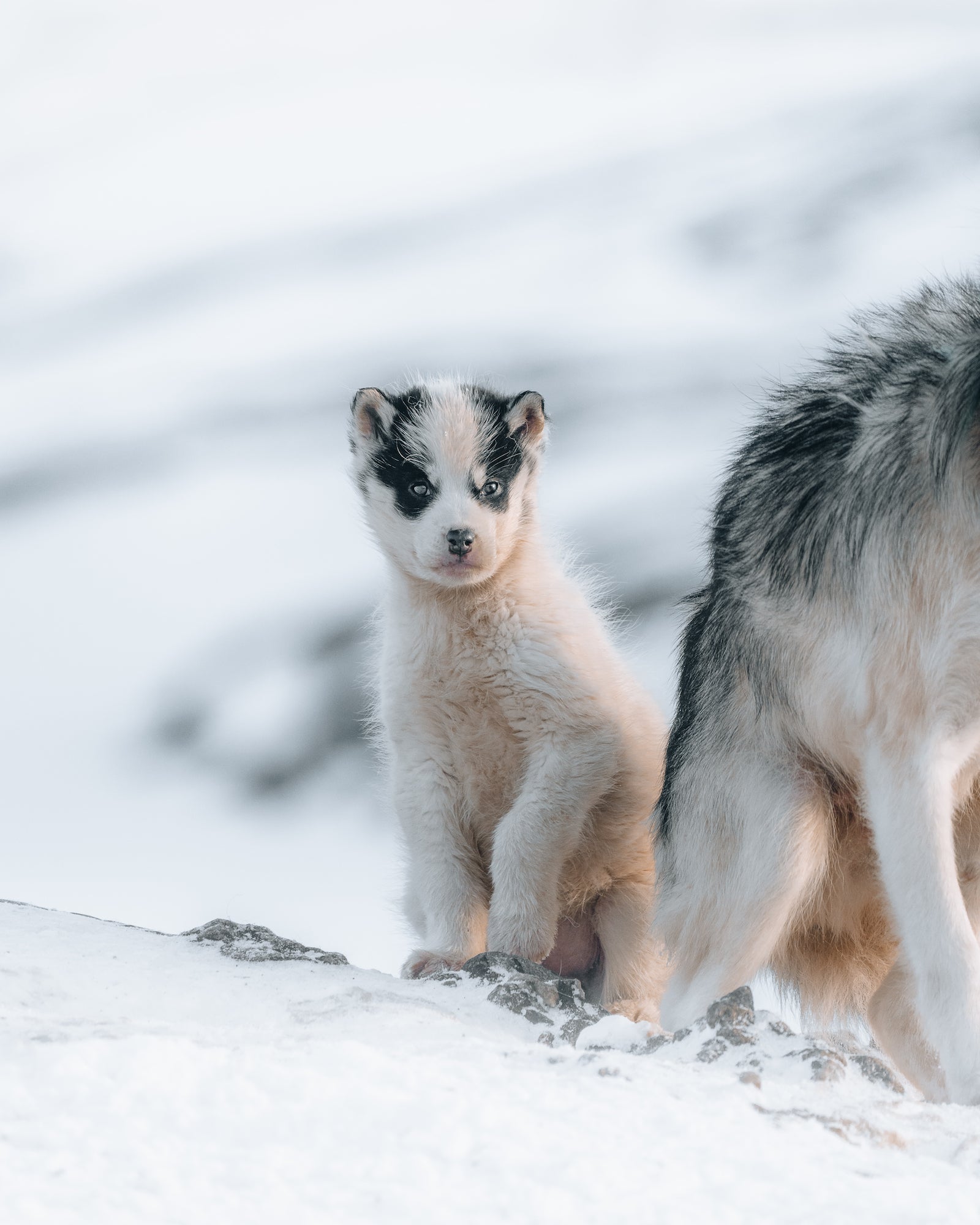 Alpha-Universe-BTS-Luke-Stackpoole-Sleddogs-3.jpg