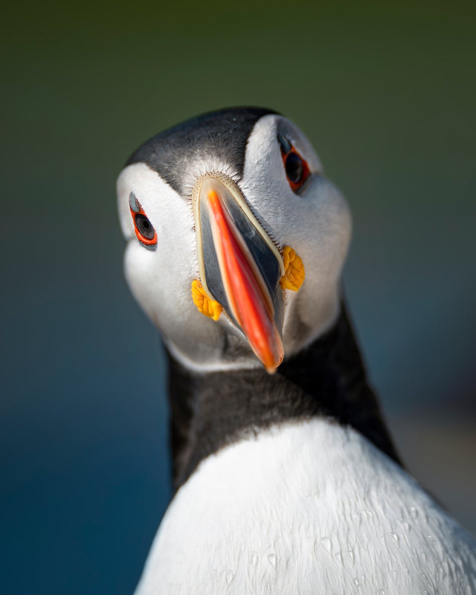 jpg/Alpha-Universe-BTS-Magnus-Winbjork-Puffin-1-1200_boundsb27500.jpg?height=1200&fit=bounds
