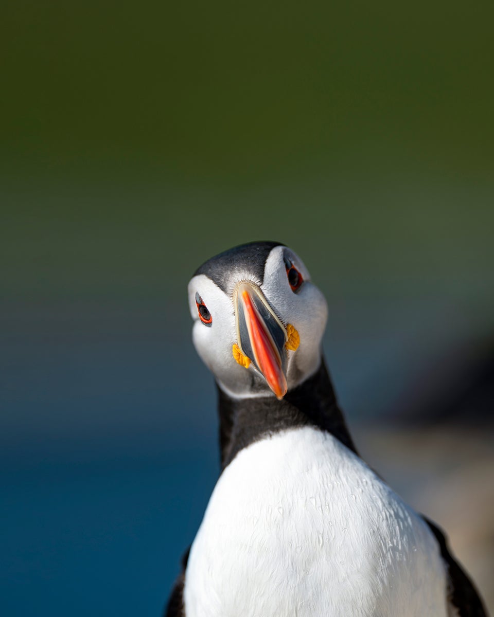 jpg/Alpha-Universe-BTS-Magnus-Winbjork-Puffin-3-1200_boundsm7z85g.jpg?height=1200&fit=bounds