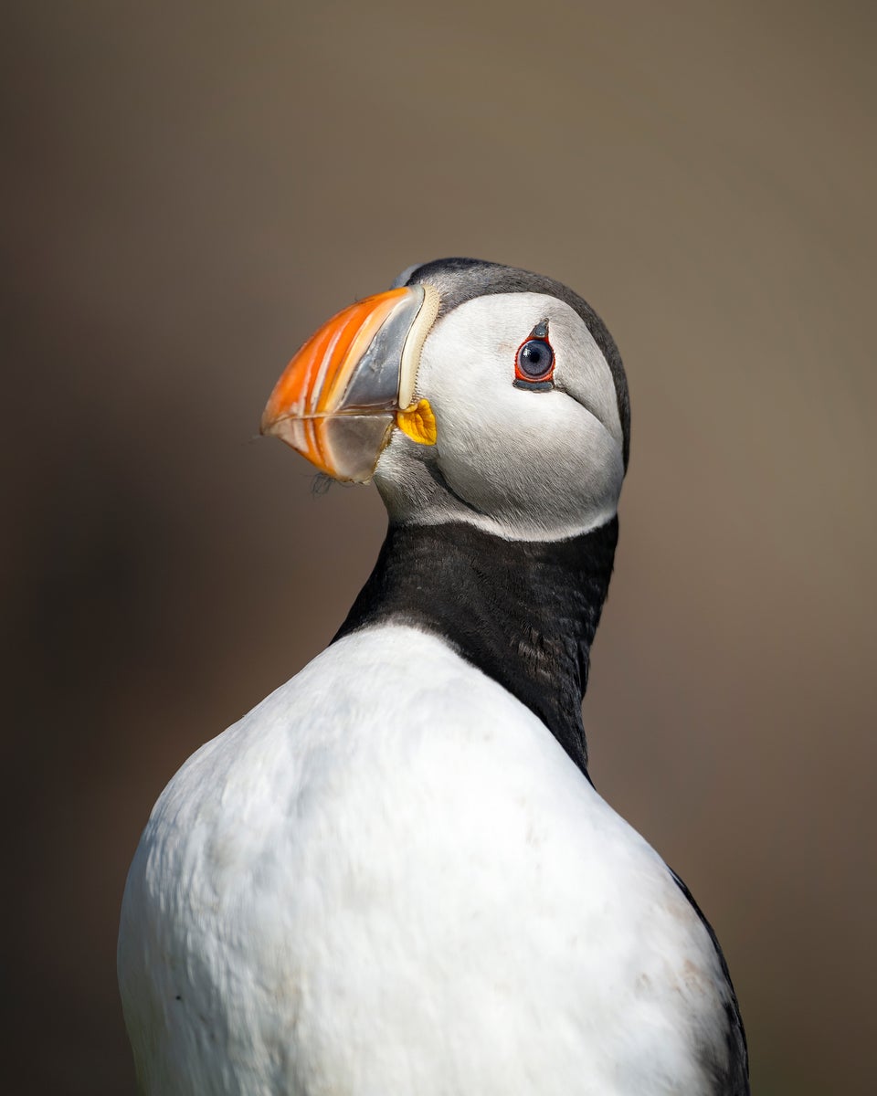 jpg/Alpha-Universe-BTS-Magnus-Winbjork-Puffin-BTS2-1200_boundsah9h45.jpg?height=1200&fit=bounds