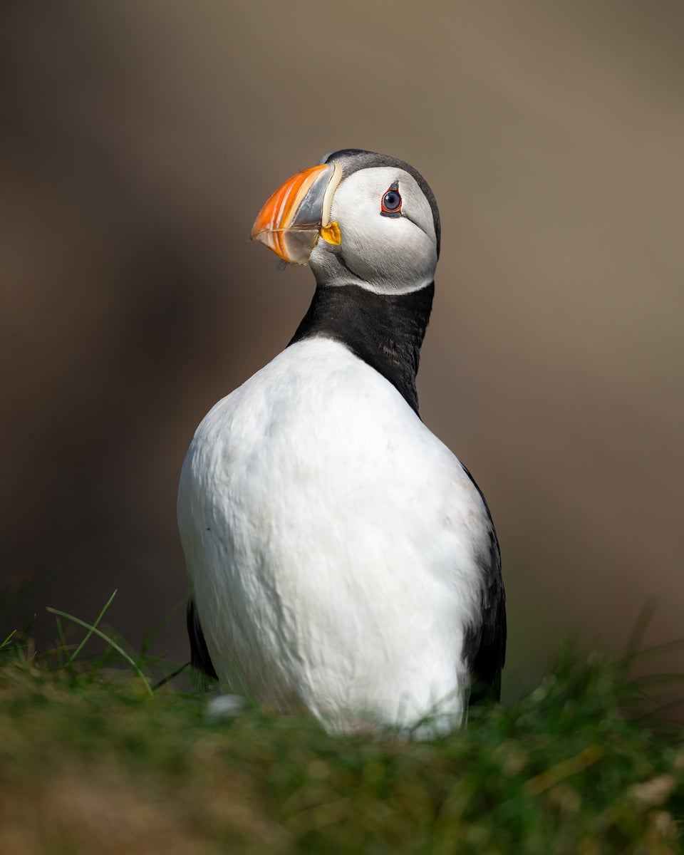 jpg/Alpha-Universe-BTS-Magnus-Winbjork-Puffin-BTS3-1200_boundsowfrwz.jpg?height=1200&fit=bounds