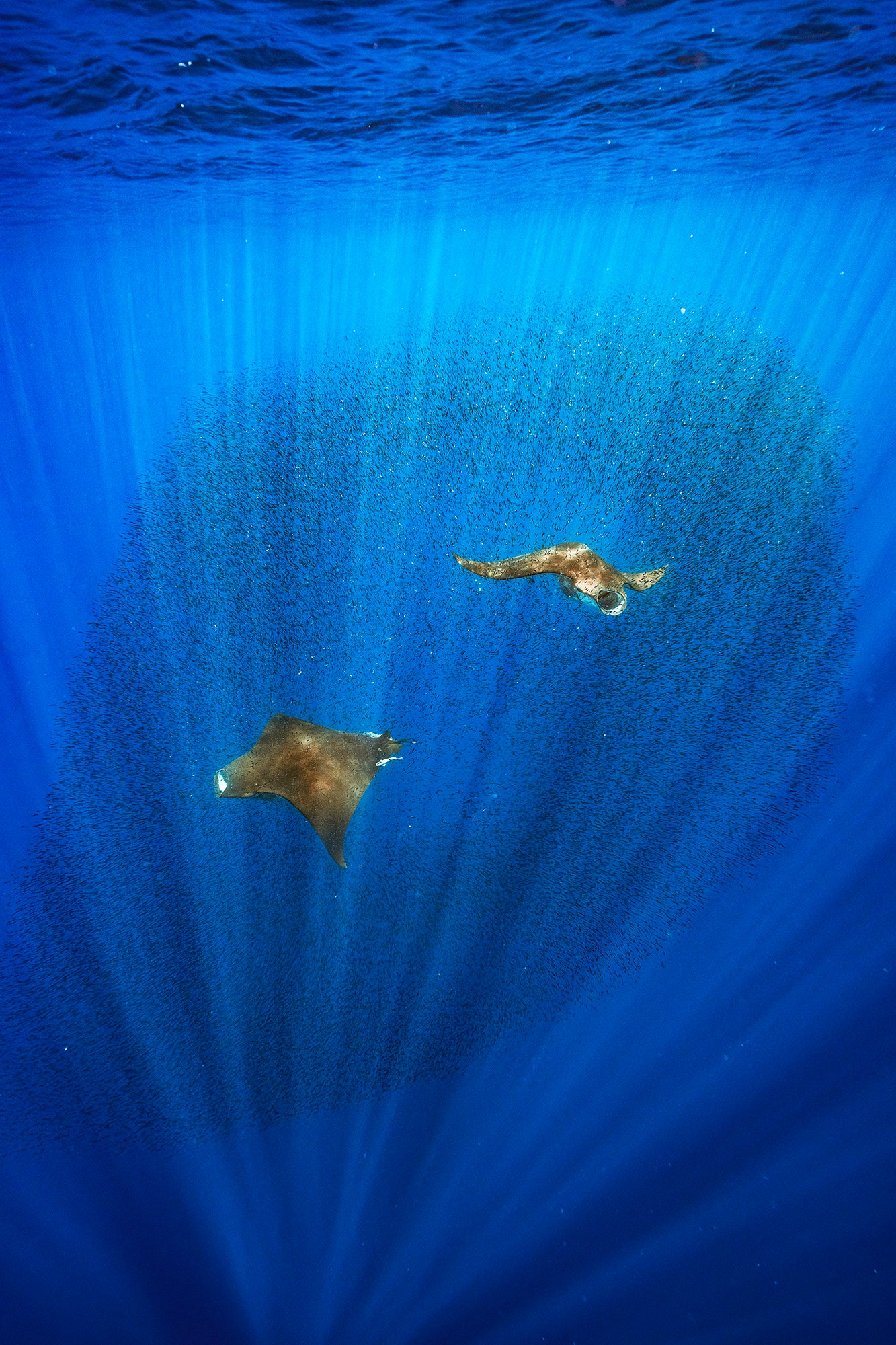 Photo by Merche Llobera. Sony Alpha 7 III. Sony 16-35mm f/4. 1/500-sec., f/7.1, ISO 800