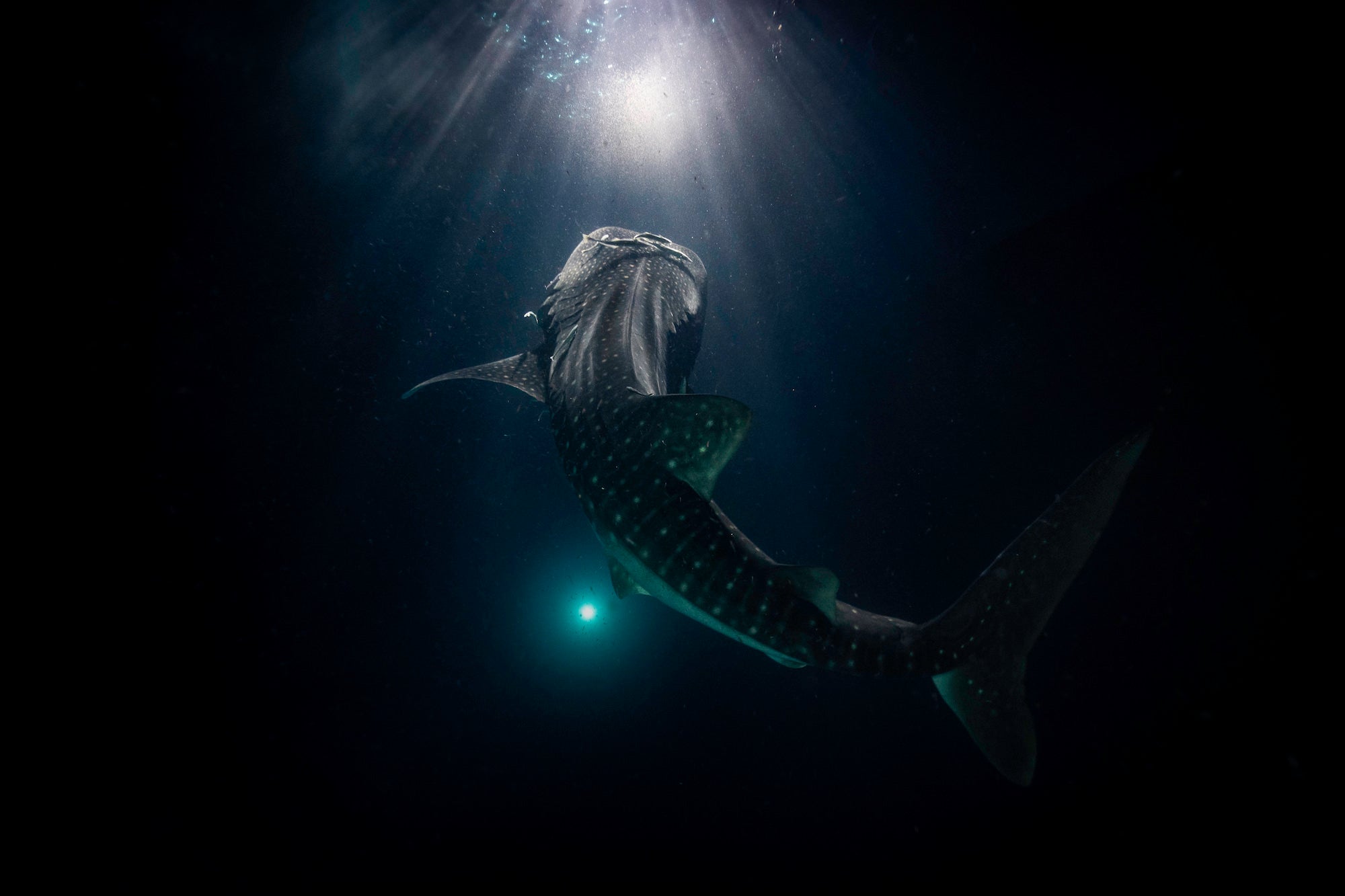Alpha-Universe-BTS-Merche-Llobera-Underwater-Whale-Shark-1.jpg