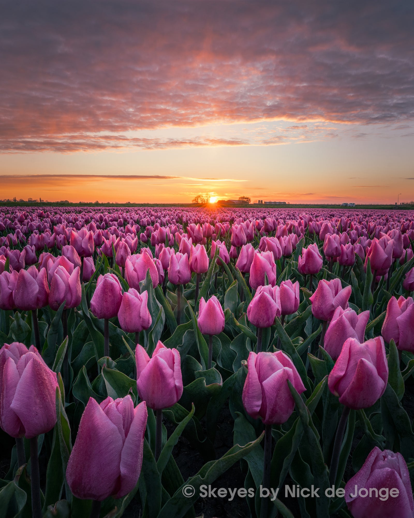 Alpha-Universe-BTS-Tulips-Nick-De-Jonge-2.jpg