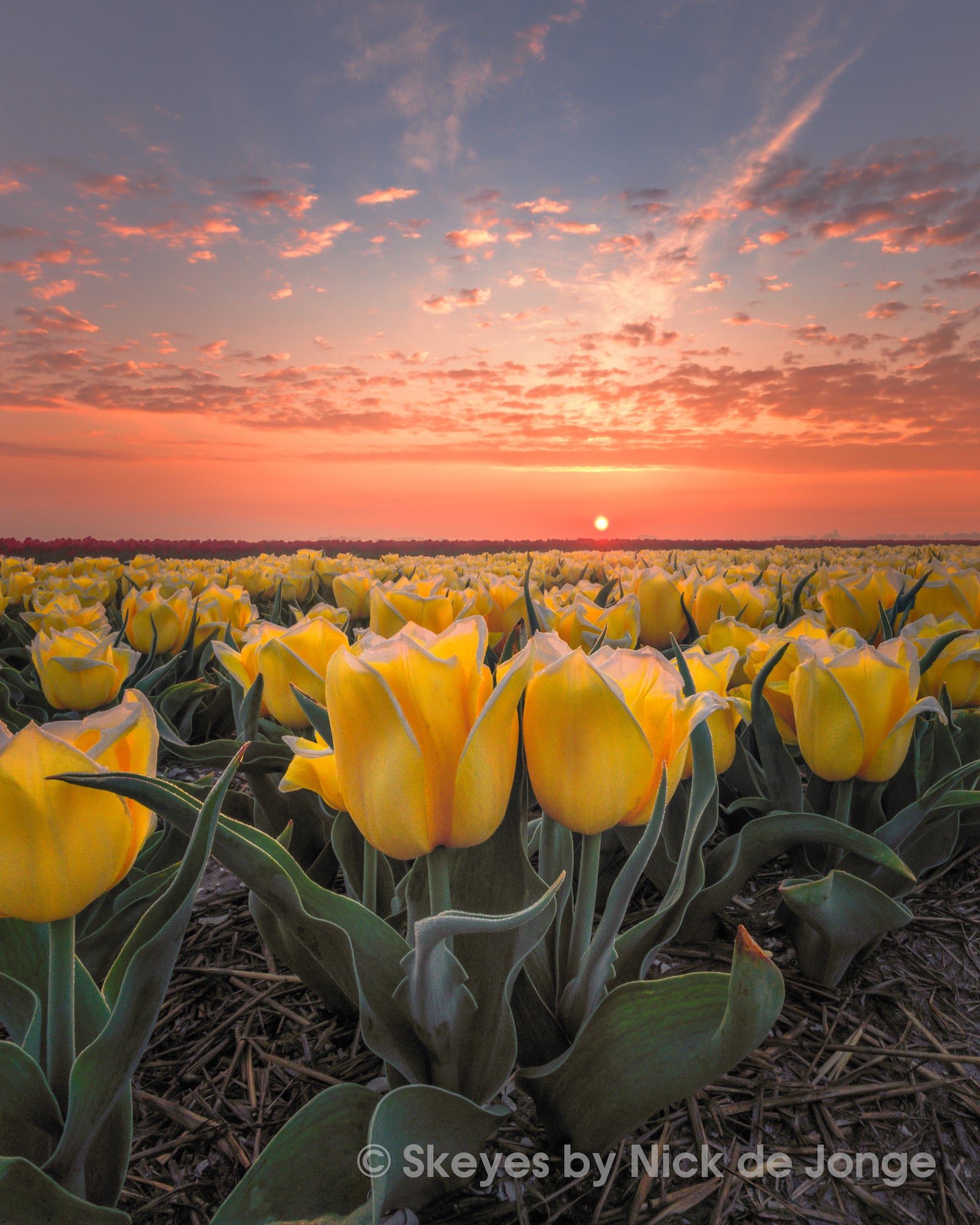 Alpha-Universe-BTS-Tulips-Nick-De-Jonge-3.jpg