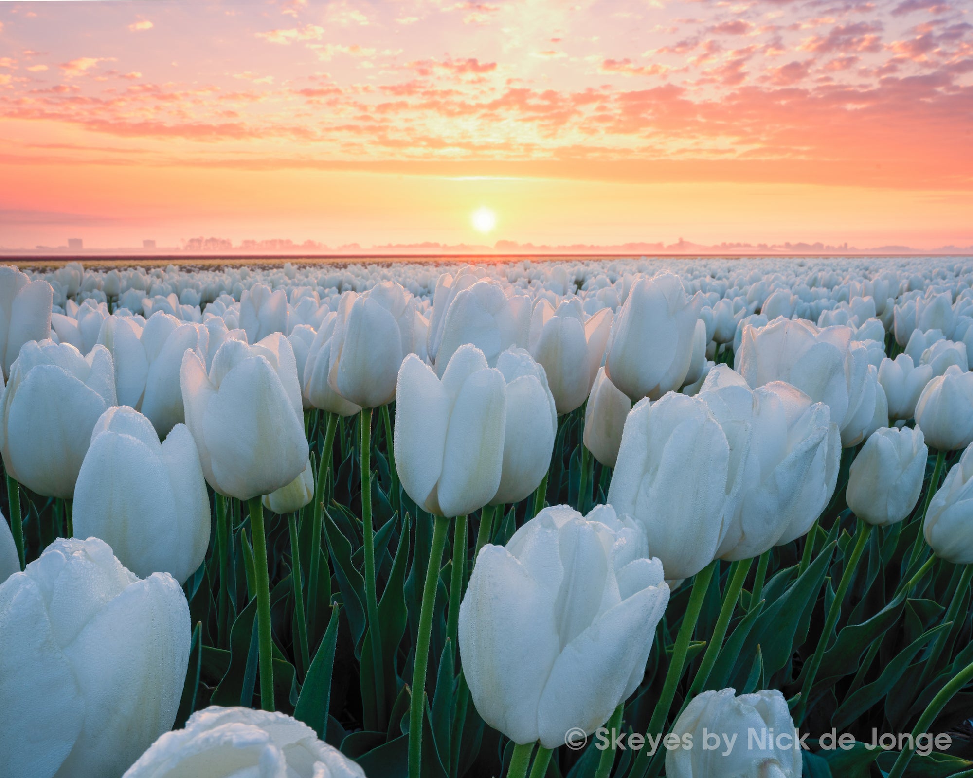 Alpha-Universe-BTS-Tulips-Nick-De-Jonge-4.jpg