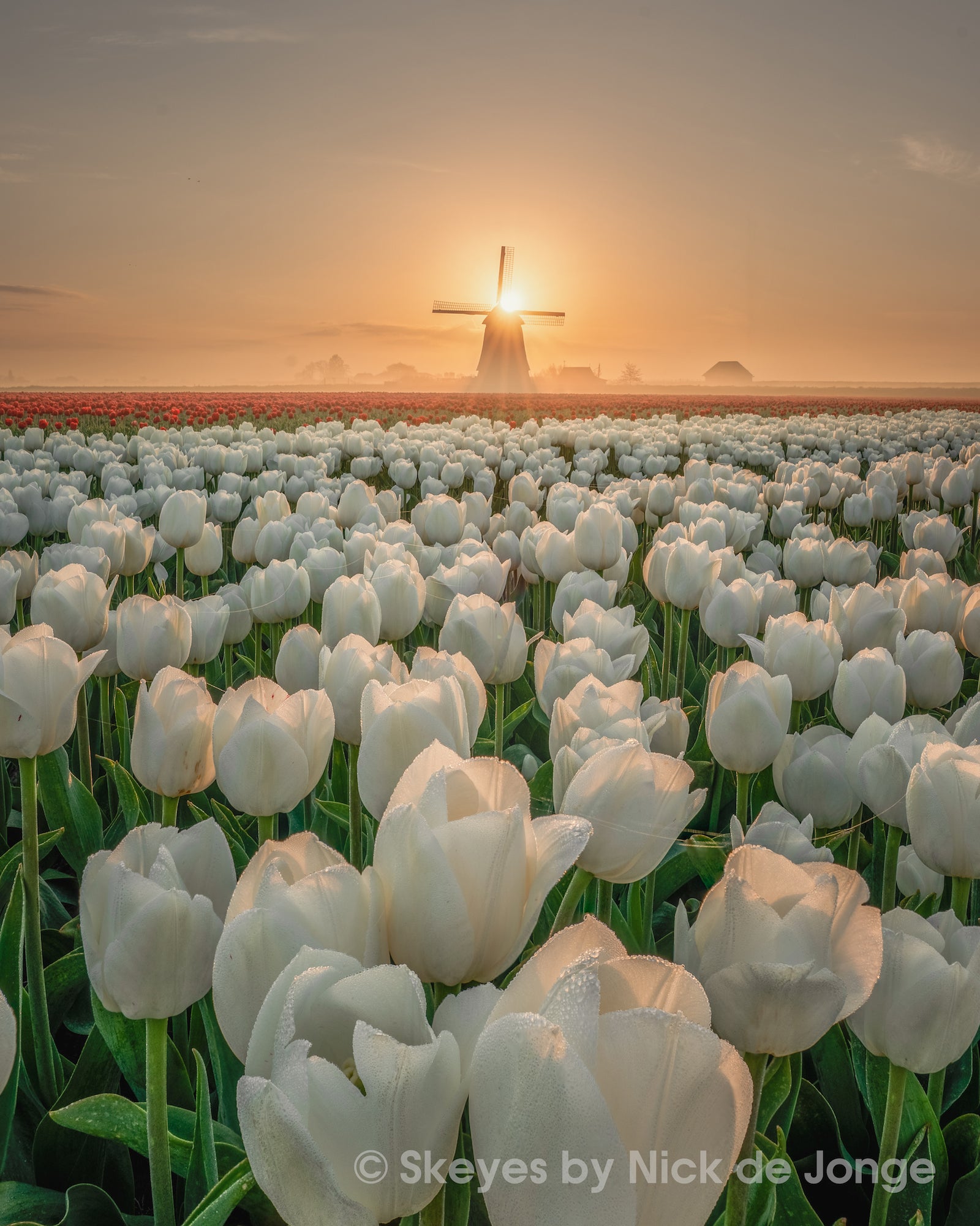 Alpha-Universe-BTS-Tulips-Nick-De-Jonge-5.jpg