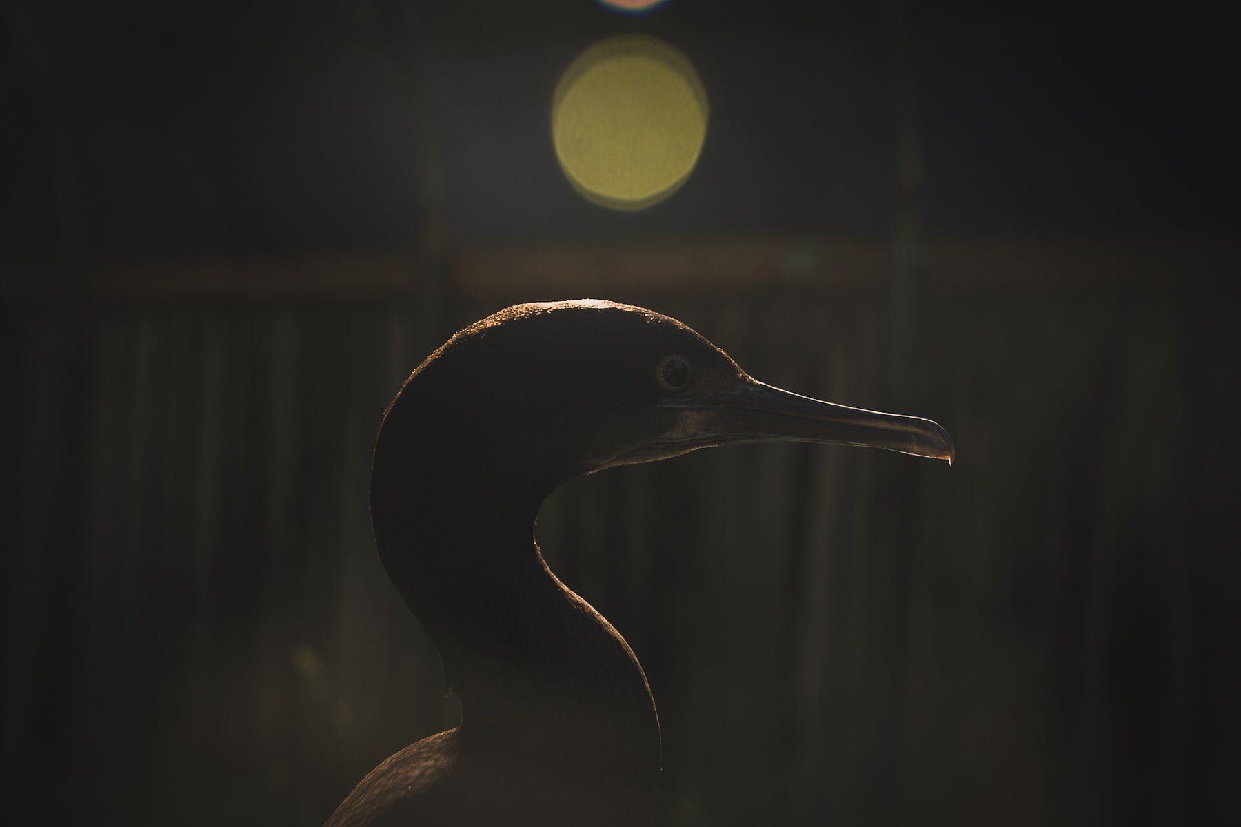jpg/Alpha-Universe-BirdPhotoTips-MorganHeim-Cormorant-3-1200_boundsm1yi1g.jpg?height=1200&fit=bounds
