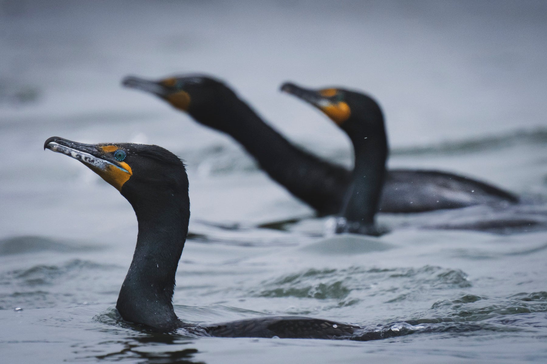 jpg/Alpha-Universe-BirdPhotoTips-MorganHeim-Cormorant-5-1200_boundsk74qfr.jpg?height=1200&fit=bounds