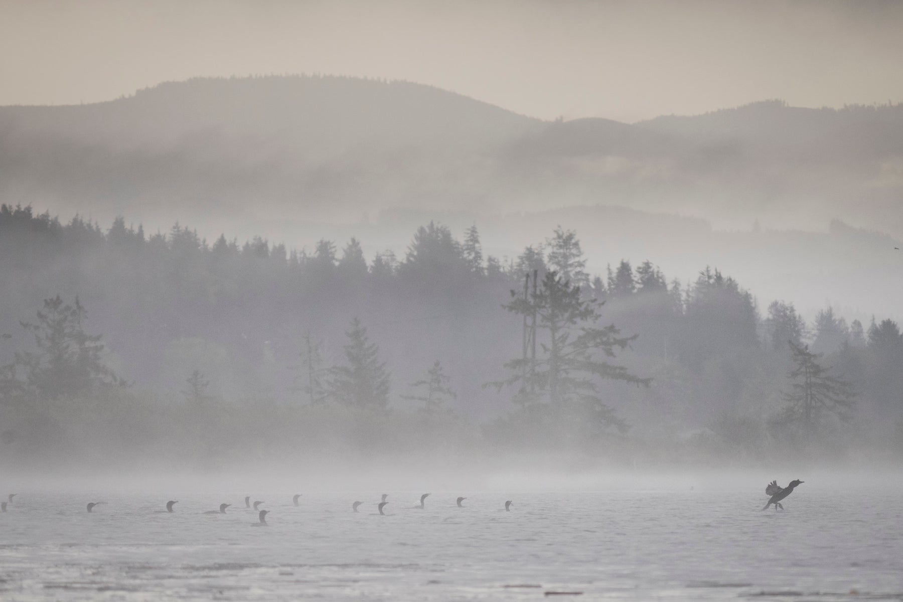 jpg/Alpha-Universe-BirdPhotoTips-MorganHeim-Cormorant-7-1200_boundsp96k5b.jpg?height=1200&fit=bounds