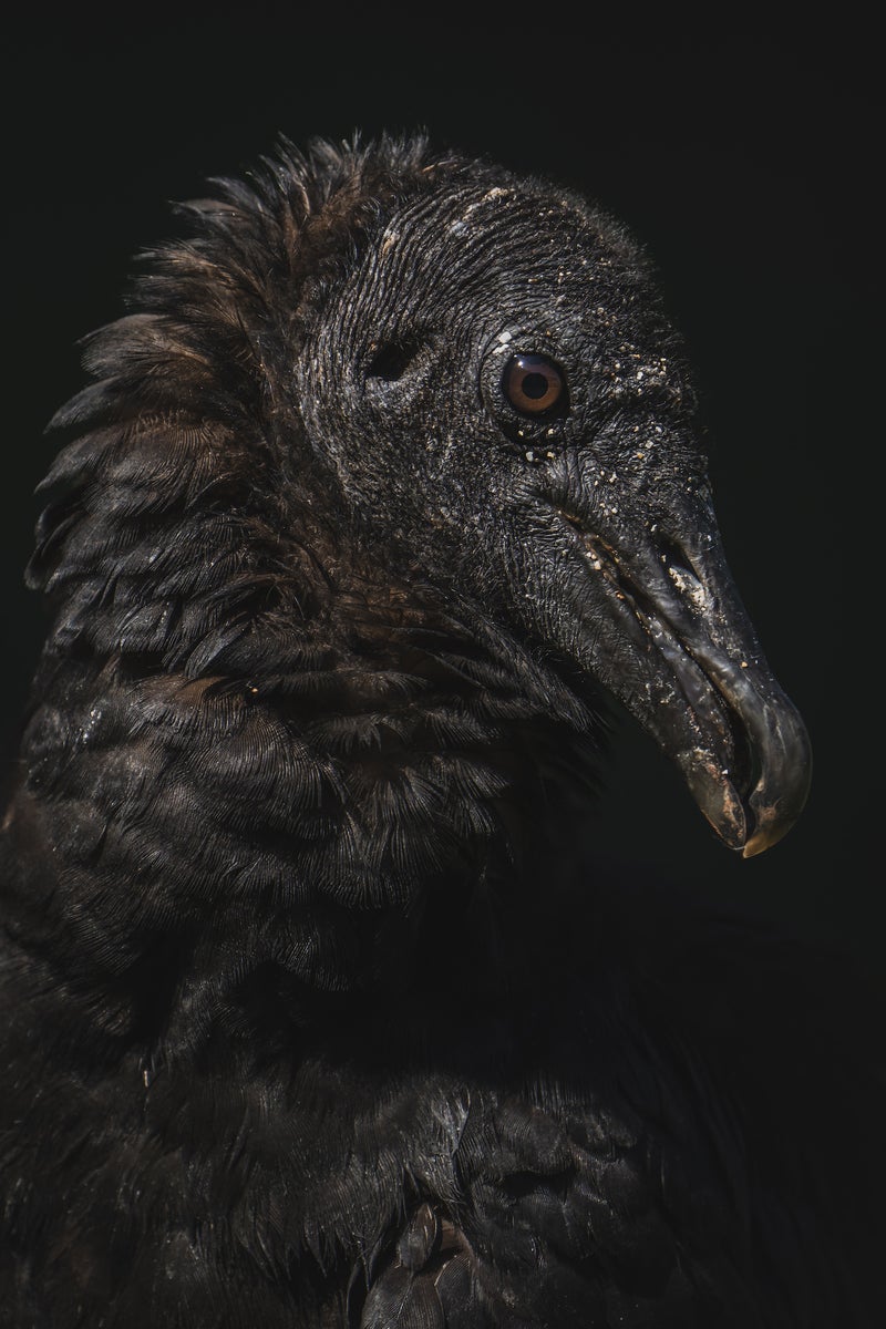 jpg/Alpha-Universe-BirdPhotoTips-MorganHeim-EyeLevel-1-1200_bounds37j620.jpg?height=1200&fit=bounds