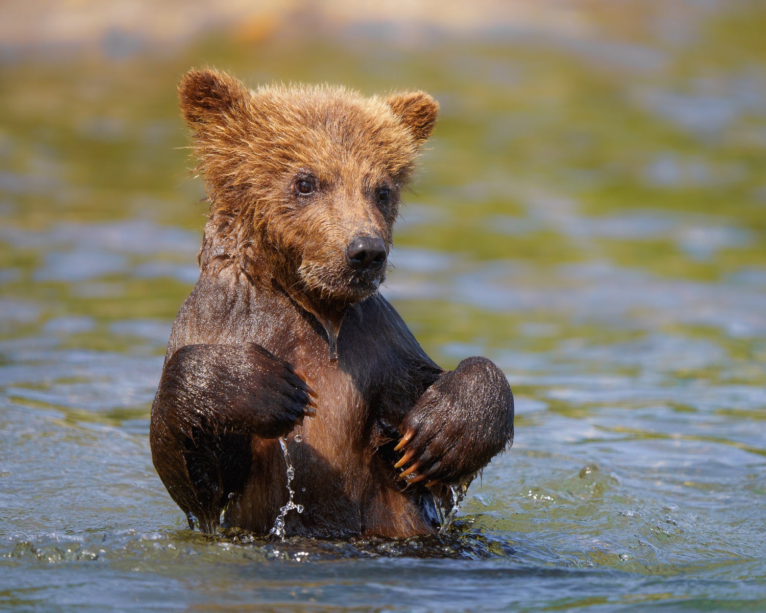 jpg/Alpha-Universe-CameraSetup-Wildlife-Colby-Brown-1-1200_bounds7qu0di.jpg?height=1200&fit=bounds