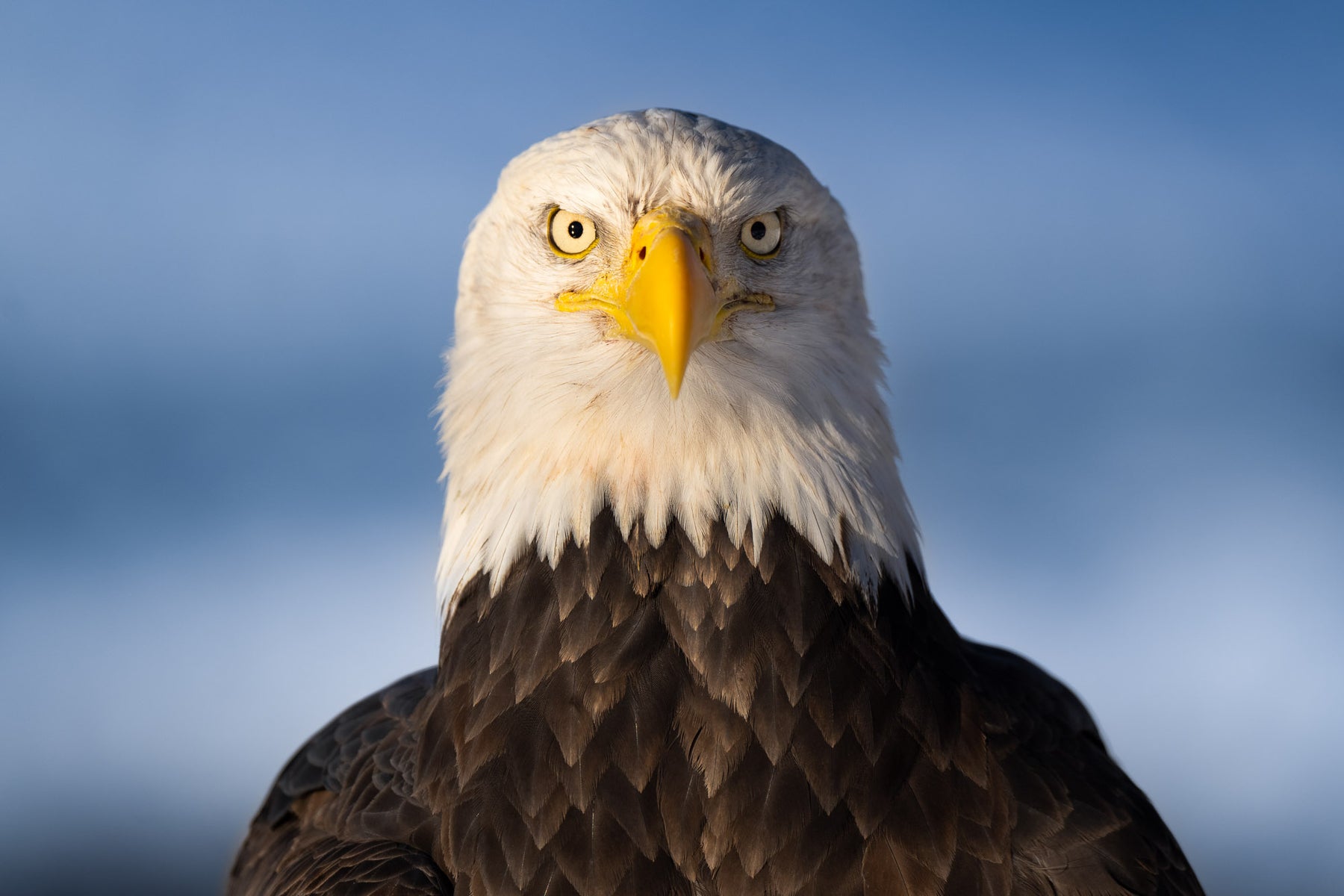jpg/Alpha-Universe-CameraSetup-Wildlife-Colby-Brown-10-1200_boundse3w1xt.jpg?height=1200&fit=bounds