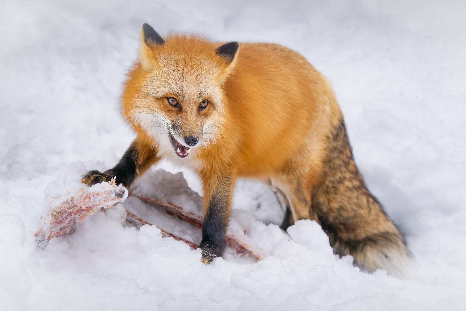 jpg/Alpha-Universe-CameraSetup-Wildlife-Colby-Brown-11-1200_boundsmkutzx.jpg?height=1200&fit=bounds